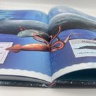 Full Color Children's Book Printing 350gsm C1S / 400gsm C1S Glossy Lamination